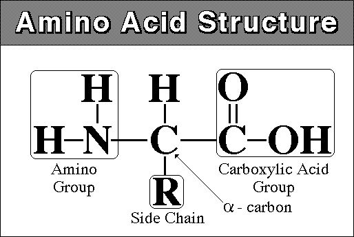 آمینو اسیدها